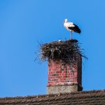 Stork on it's nest made on a neglected chimney