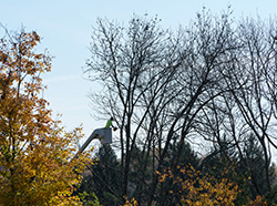 Professional performing tree service in Smithville