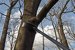 Tree service in Smithville can brace trees as needed to protect them and property